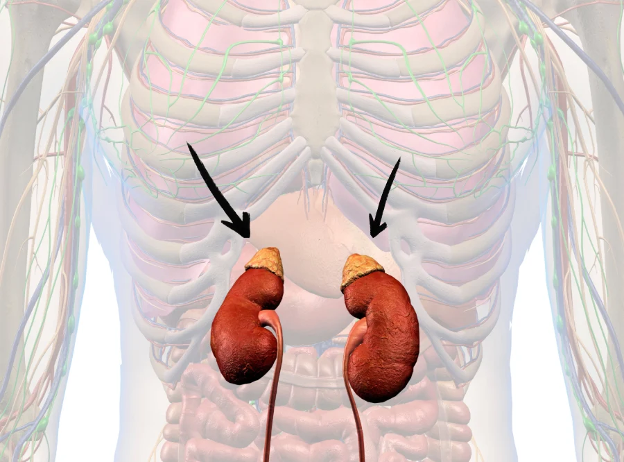 Dra Renata Endocrino - Glândula Adrenal acima dos rins