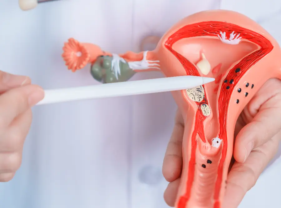 Dra. Renata - Endocrino - Imagem Utero